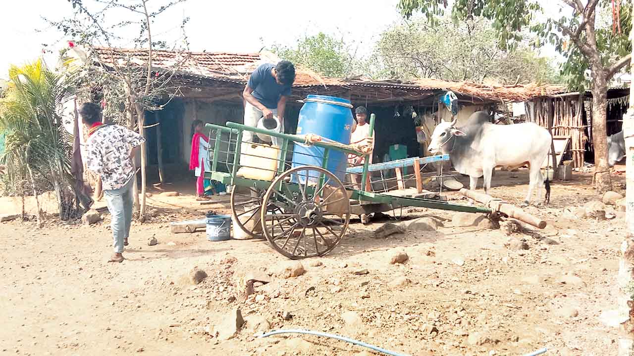 Tribals