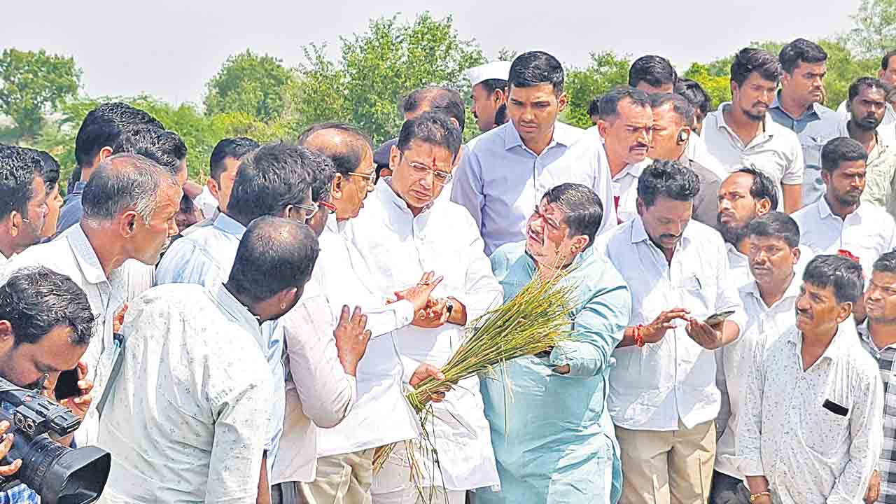 పెద్దఎత్తున పంట నష్టం వాటిల్లింది