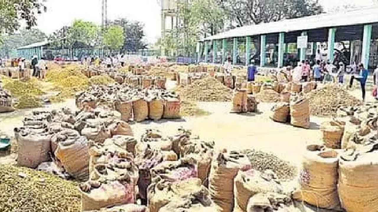 Turmeric | పసుపు క్వింటాల్‌ @ 16,001.. మెట్‌పల్లిలో రికార్డు స్థాయిలో ధర