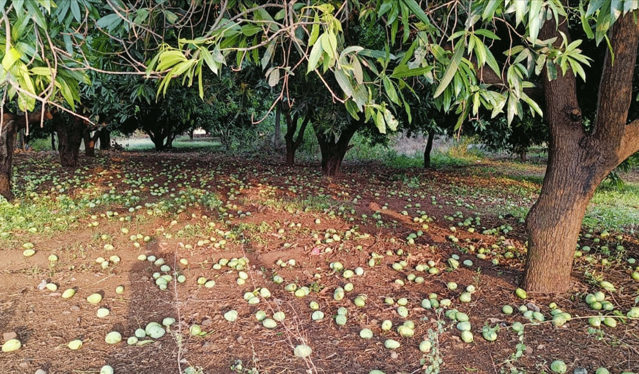 Rain damage  | అకాల వర్షం.. అపార నష్టం
