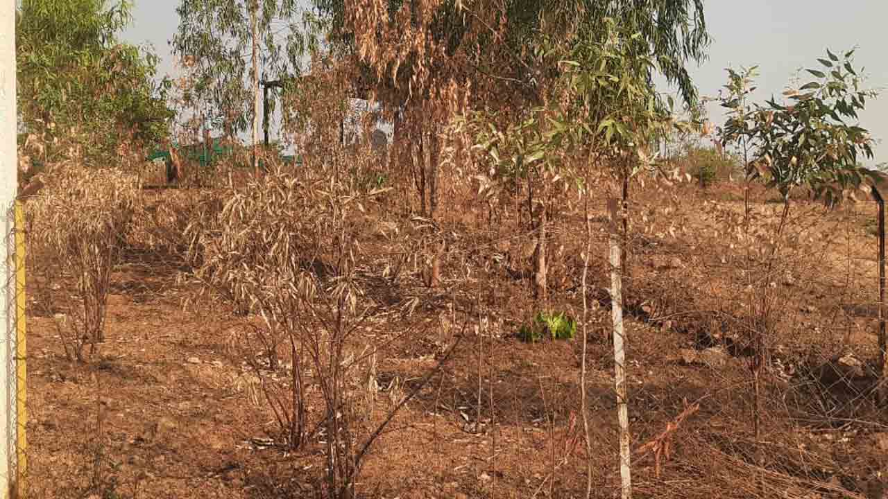 Village Plants 1