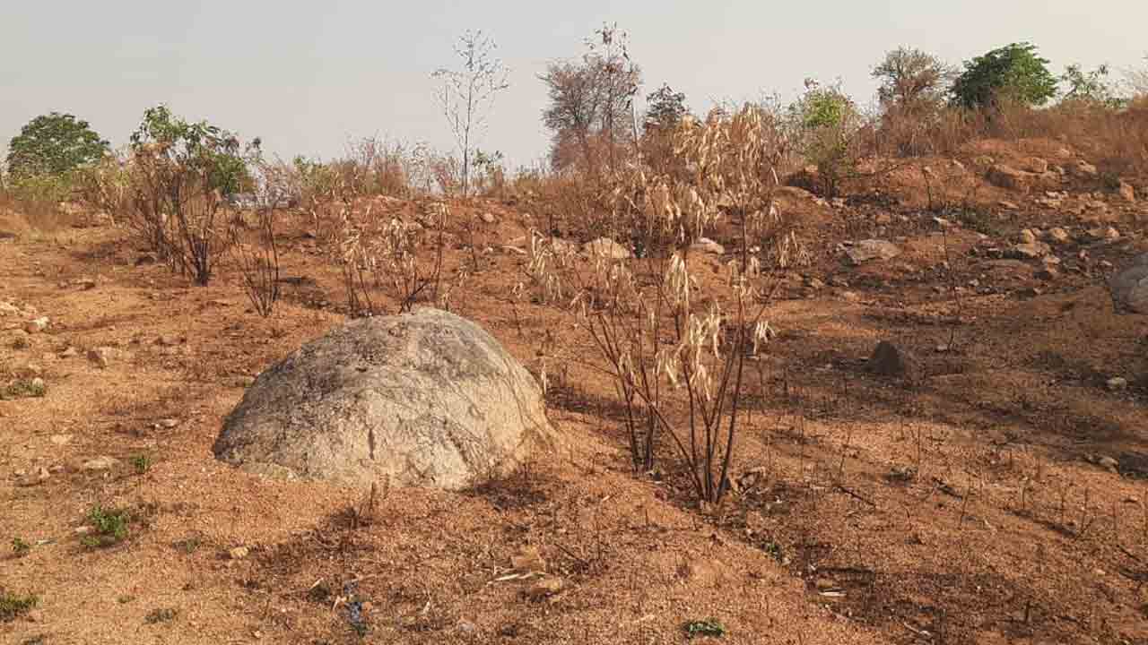 Village Plants 2