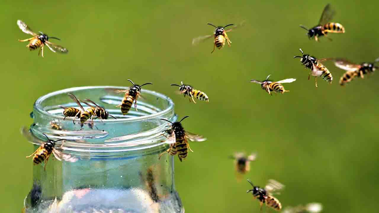 Wasps | పెళ్లి వాళ్లపై కందిరీగల దాడి.. వరుడు సహా 25 మందికి గాయాలు