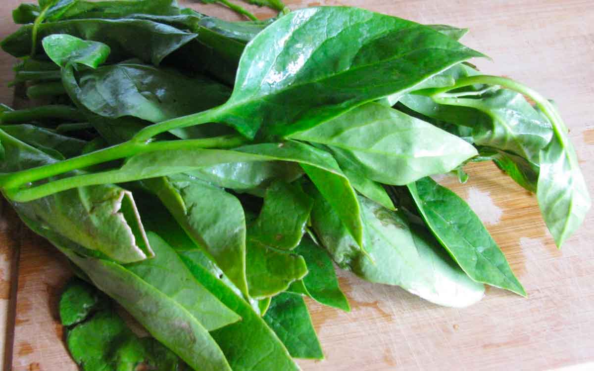 Bachalikura | వేస‌విలో త‌ప్ప‌నిస‌రిగా తినాల్సిన ఆహారం.. బ‌చ్చ‌లికూర‌.. ఎందుకంటే..?