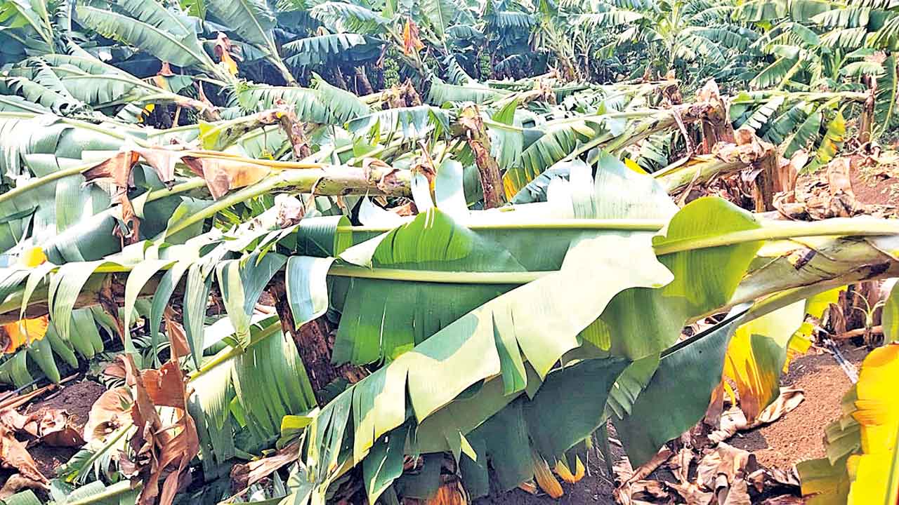 దంచి కొట్టింది.. వికారాబాద్‌ జిల్లాలో భారీ వర్షం