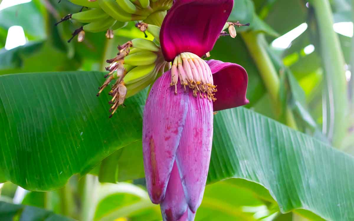 Banana Flower | పురుషుల్లో శృంగార సామ‌ర్థ్యాన్ని పెంచే ఔష‌ధం ఇది.. ఇంకా ఏమేం లాభాలు క‌లుగుతాయంటే..?