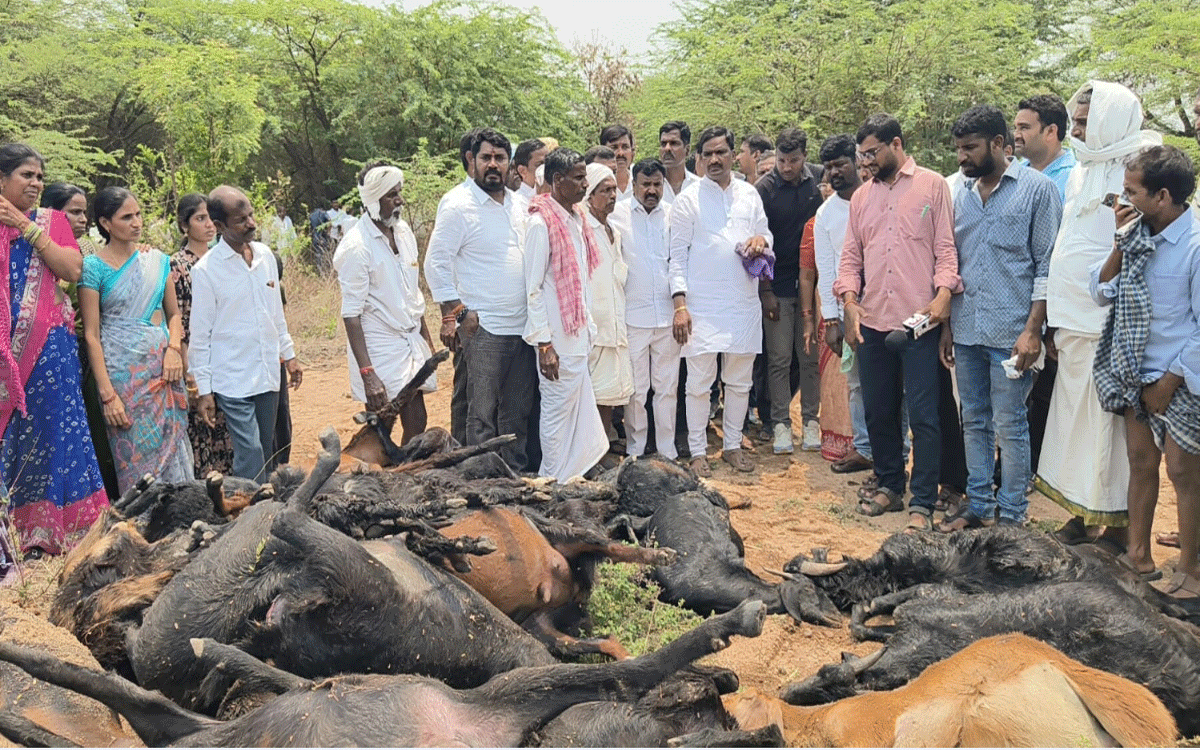 Rajapet : గొర్రెల కాపరికి ప్రభుత్వ విప్ బీర్ల ఐలయ్య ప‌రామ‌ర్శ‌