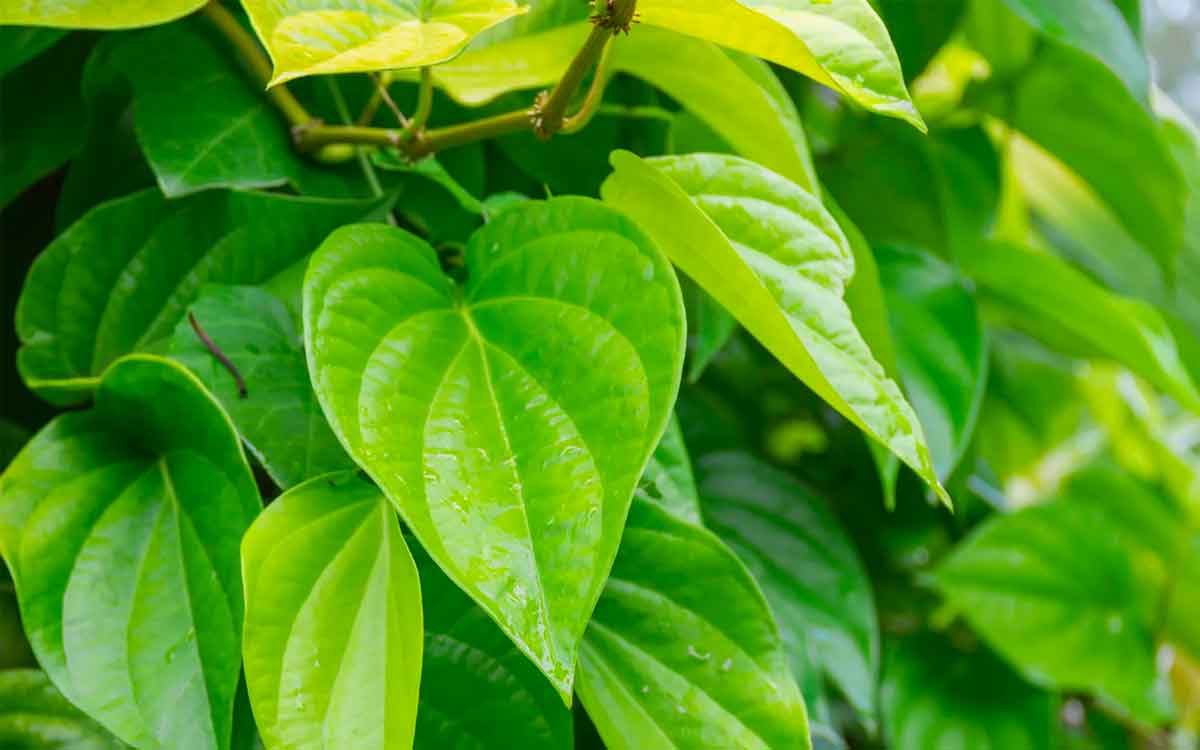 Betel Leaves | త‌మ‌ల‌పాకుల‌తో ఇంటి చిట్కాలు.. ఏయే అనారోగ్య స‌మ‌స్య‌ల‌కు ఈ ఆకుల‌ను ఎలా వాడాలంటే..?