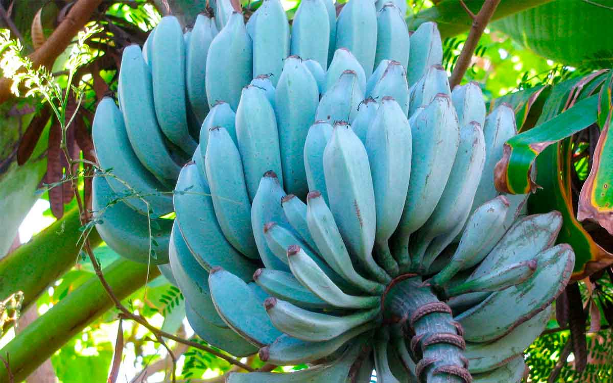 Blue Java Bananas | నీలి రంగు అర‌టి పండ్లు నిజ‌మేనా..? ఇవి అస‌లు ఉన్నాయా..? ఎలాంటి లాభాల‌ను అందిస్తాయి..?
