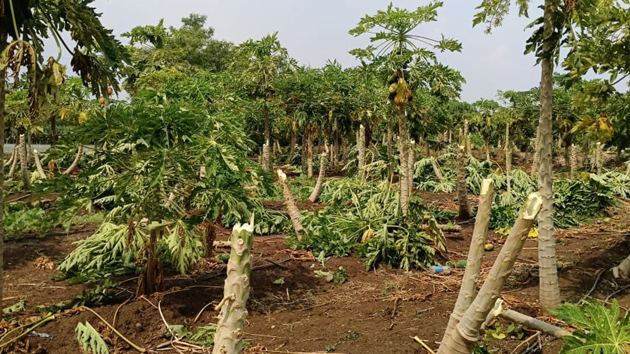 Vikarabad | దంచి కొట్టిన వాన.. దెబ్బతిన్న అర‌టి, బొప్పాయి తోట‌లు