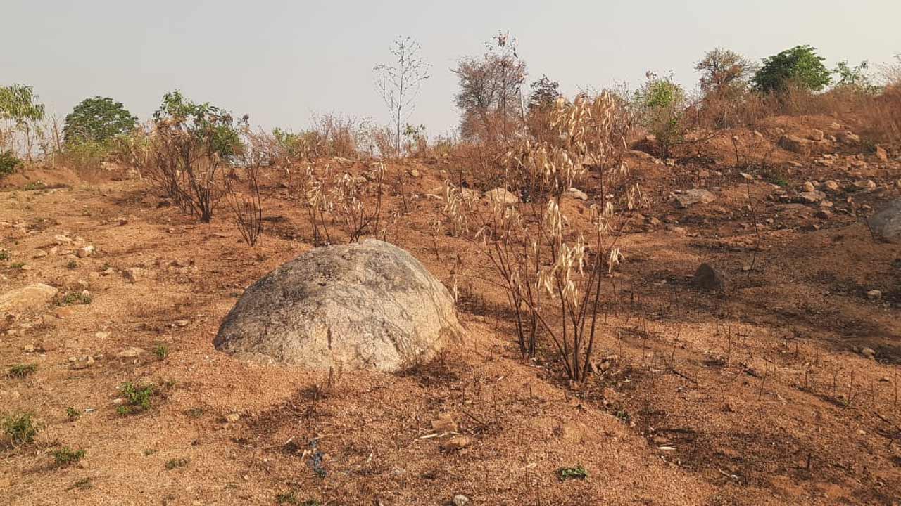 ఎండిపోయిన చెట్లను కాపాడేదిపోయి.. నిప్పు పెడుతున్న పంచాయతీ సిబ్బంది