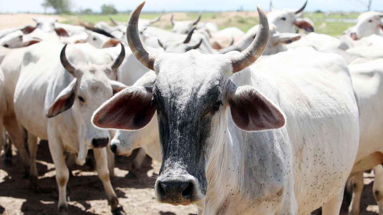 cattle seized | అక్రమంగా తరలిస్తున్న 27 పశువుల పట్టివేత