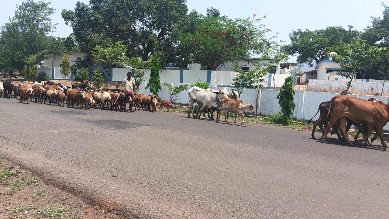పశువుల దాహార్తిని తీర్చని నీటి తొట్లు.. పట్టించుకోని ప్రత్యేకాధికారులు