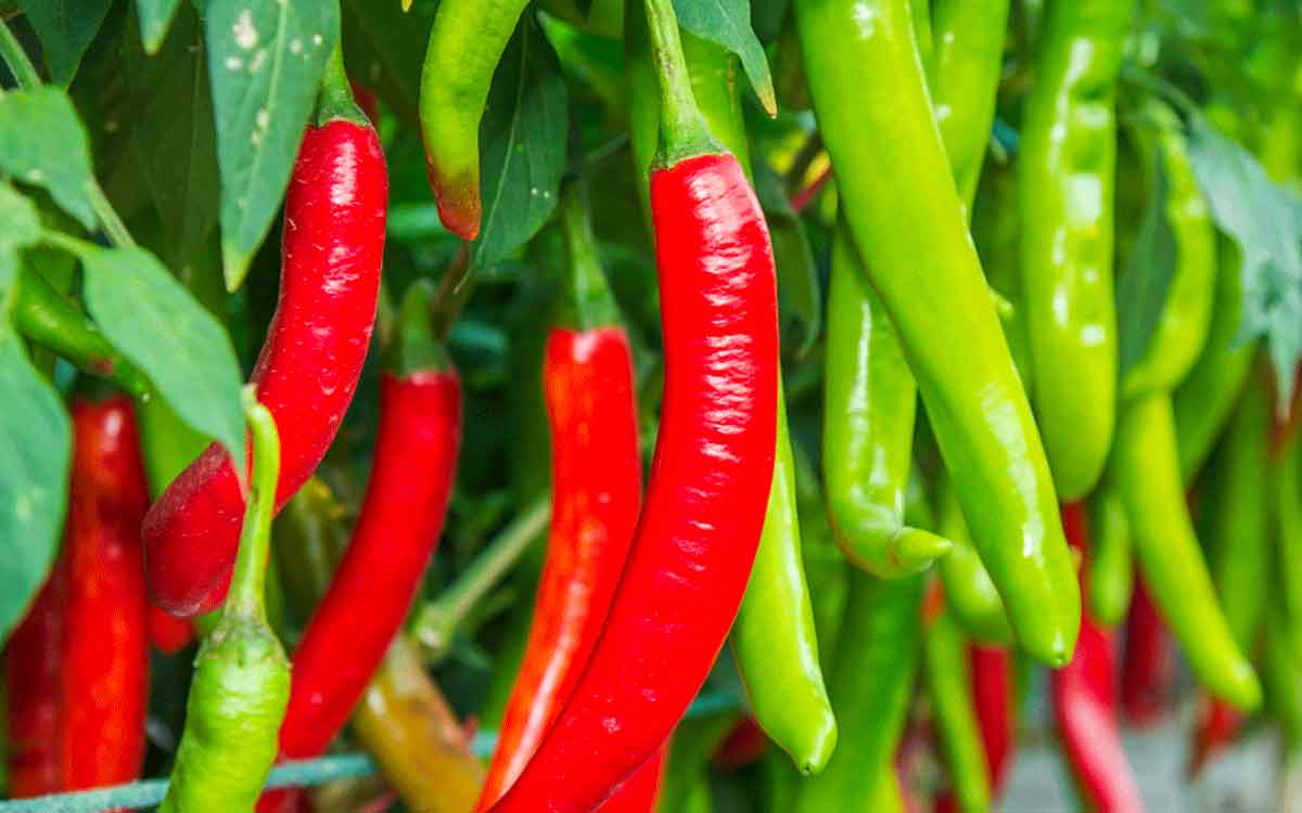 Chilli | కారం తిన‌డాన్ని అల‌వాటు చేసుకోండి.. ఎన్నో లాభాలు ఉంటాయి..!