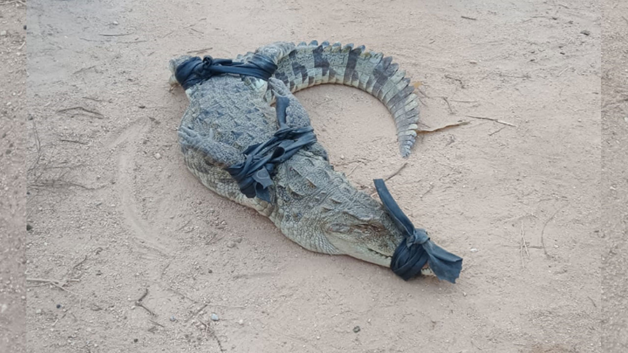 Crocodile | సంగం బండ రిజర్వాయర్ వద్ద ప్రత్యక్షమైన మొసలి.. బంధించిన స్థానికులు