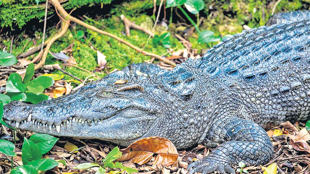 Crocodiles Auction | వేలానికి 500 భారీ మొసళ్లు.. ప్రారంభ ధర రూ.4.71 కోట్లు