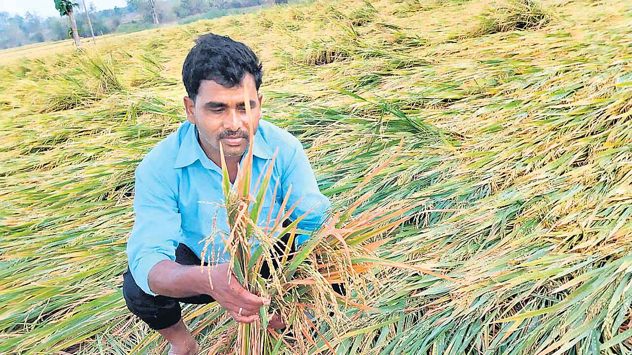 Crops Damage 1