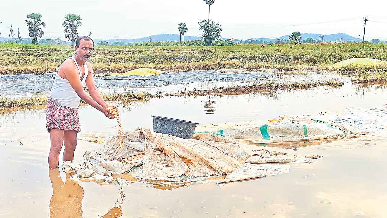 Crops Damage 2