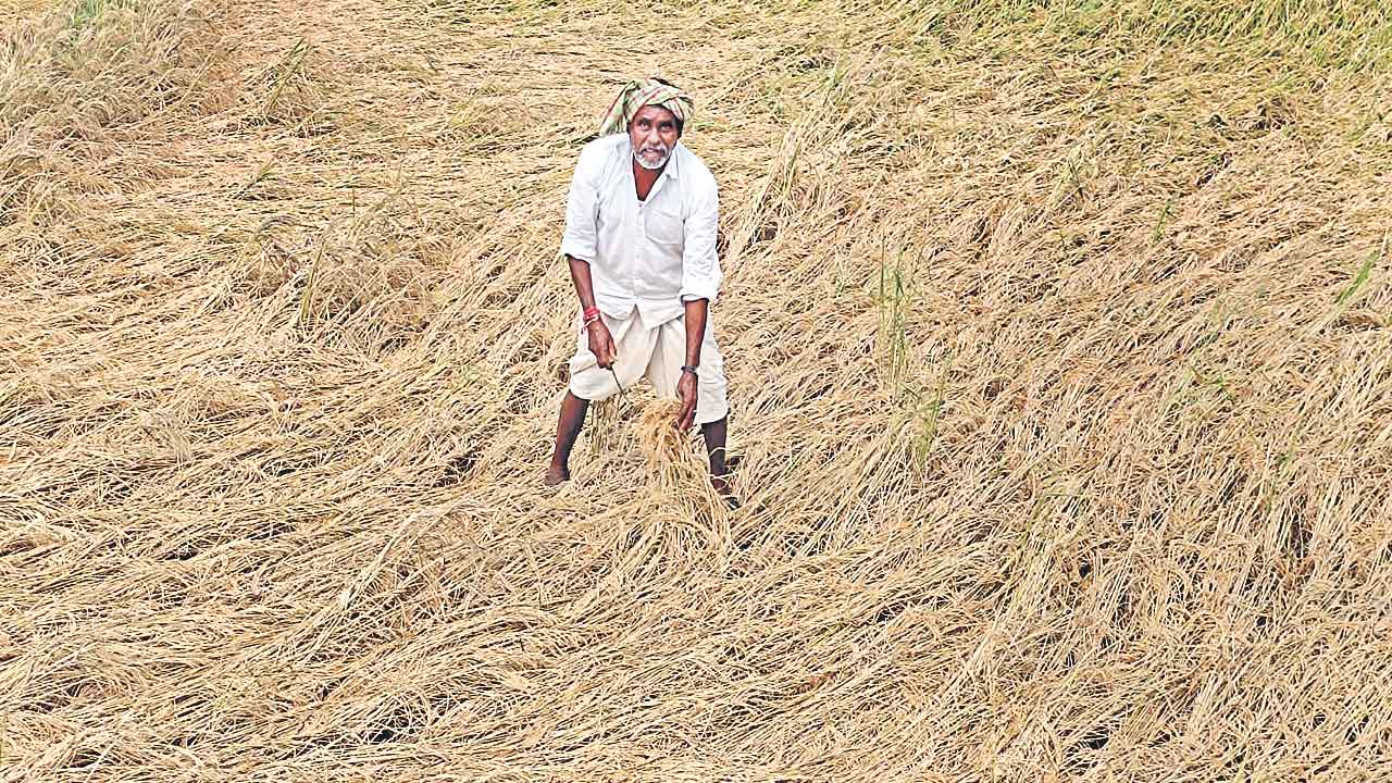 Crops Damage 3