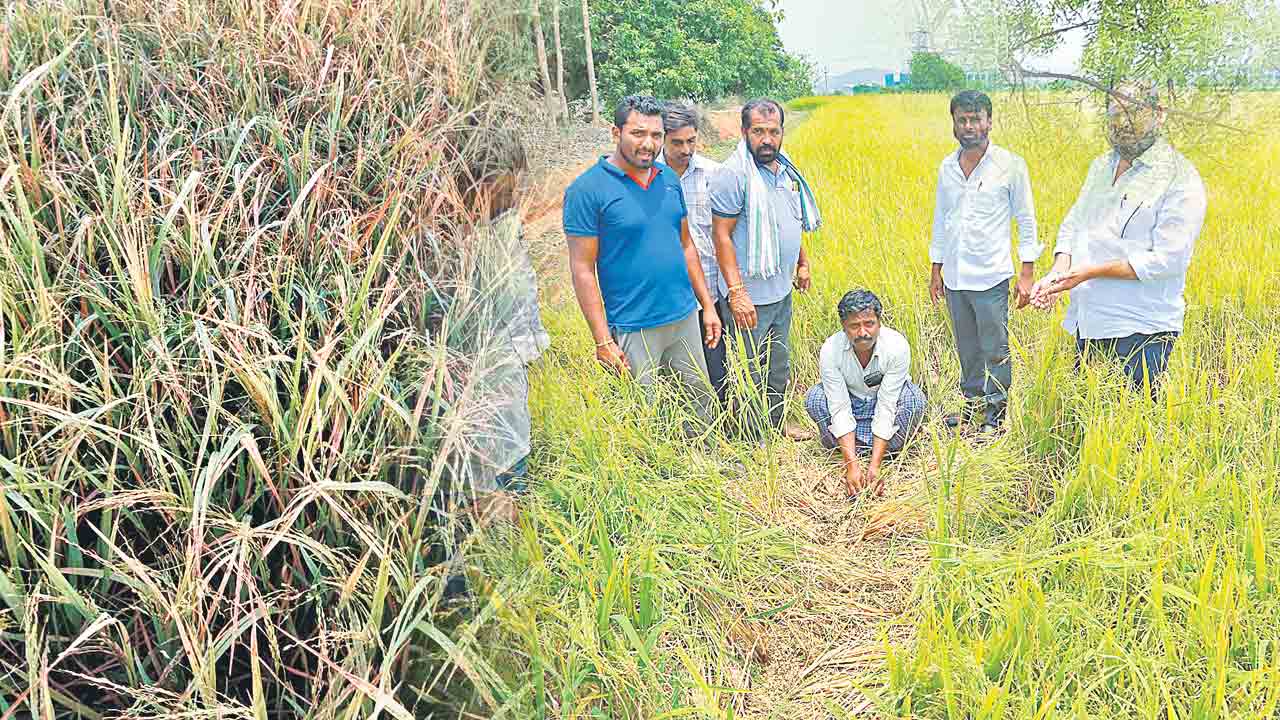కడగండ్లు మిగిల్చిన వడగండ్లు