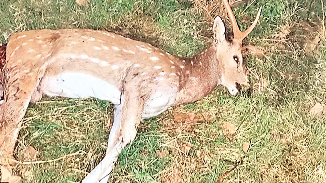 HCU | హెచ్‌సీయూలో మరో జింక బలి..