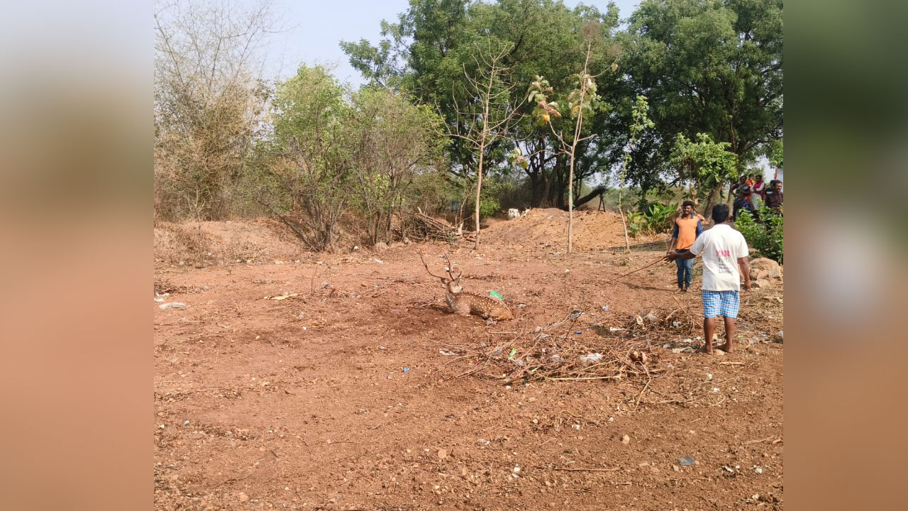 Nagarkurnool | కుక్కల దాడిలో ఒక జింక మృతి.. మరో జింకకు గాయాలు