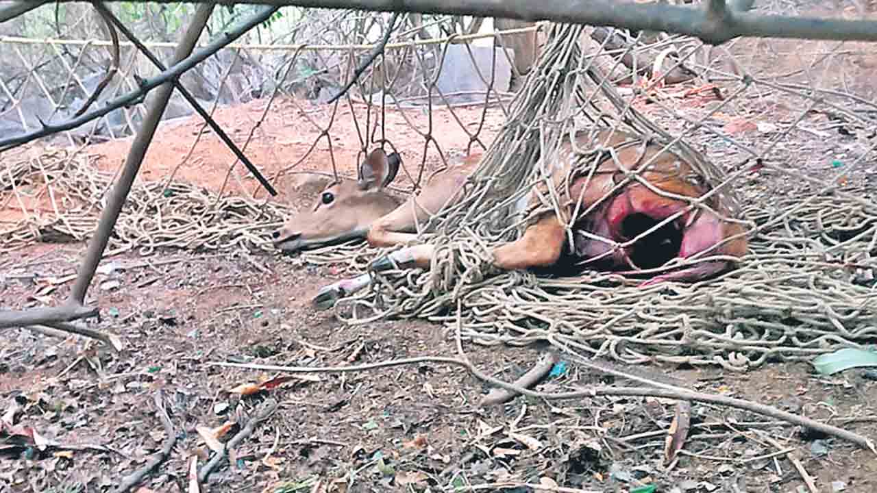 HCU | హెచ్‌సీయూలో మరో జింకకు గాయాలు