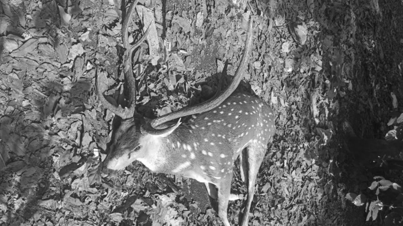 Deer Dies | దామ‌గుండం స‌మీపంలో కుక్కల దాడిలో జింక మృతి