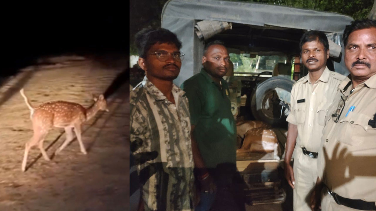 Deer | దారి త‌ప్పిన జింక‌.. ప‌శువుల మంద‌లో ప్ర‌త్య‌క్షం..