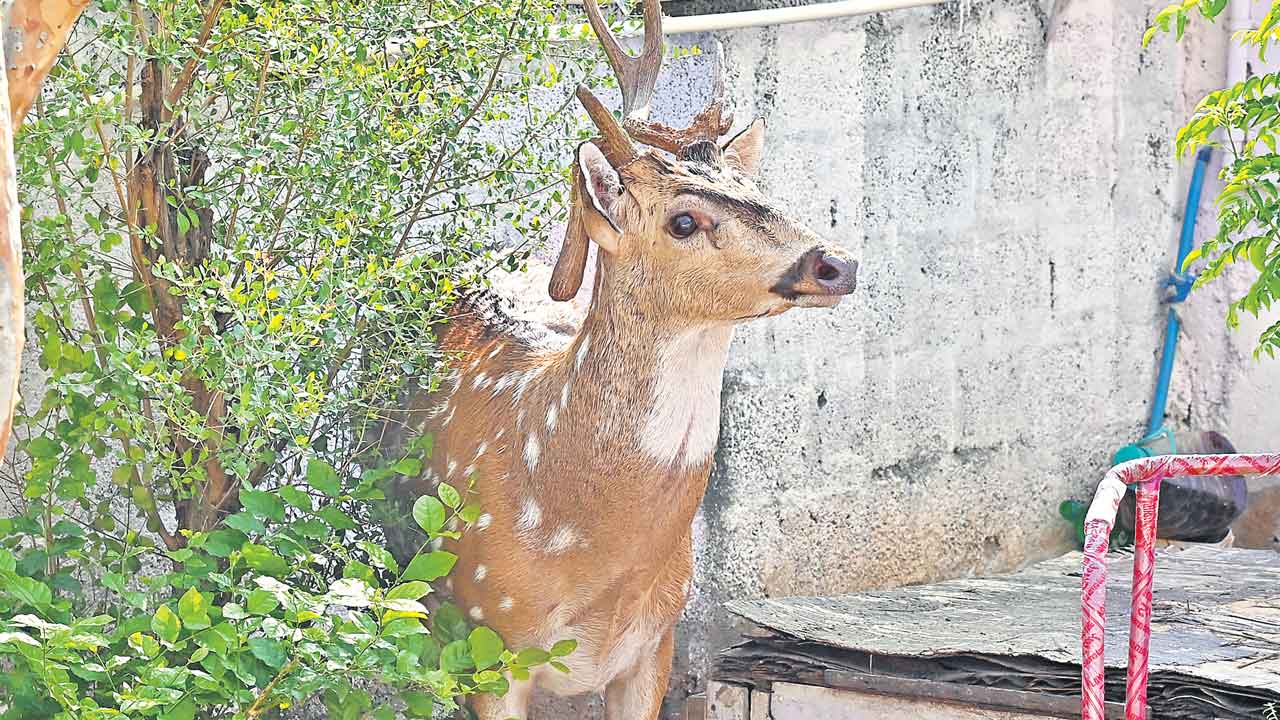 Deers 2