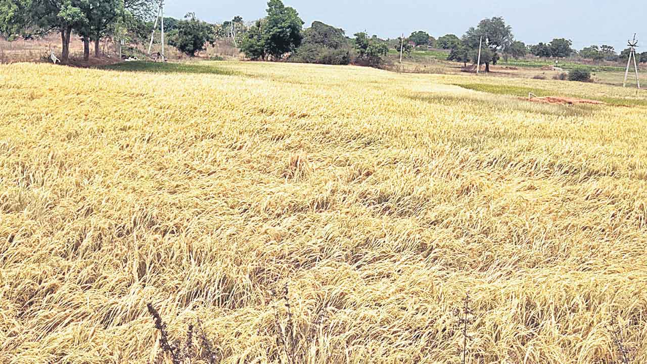 దేవాదుల ఆయకట్టు ఆగమాగం