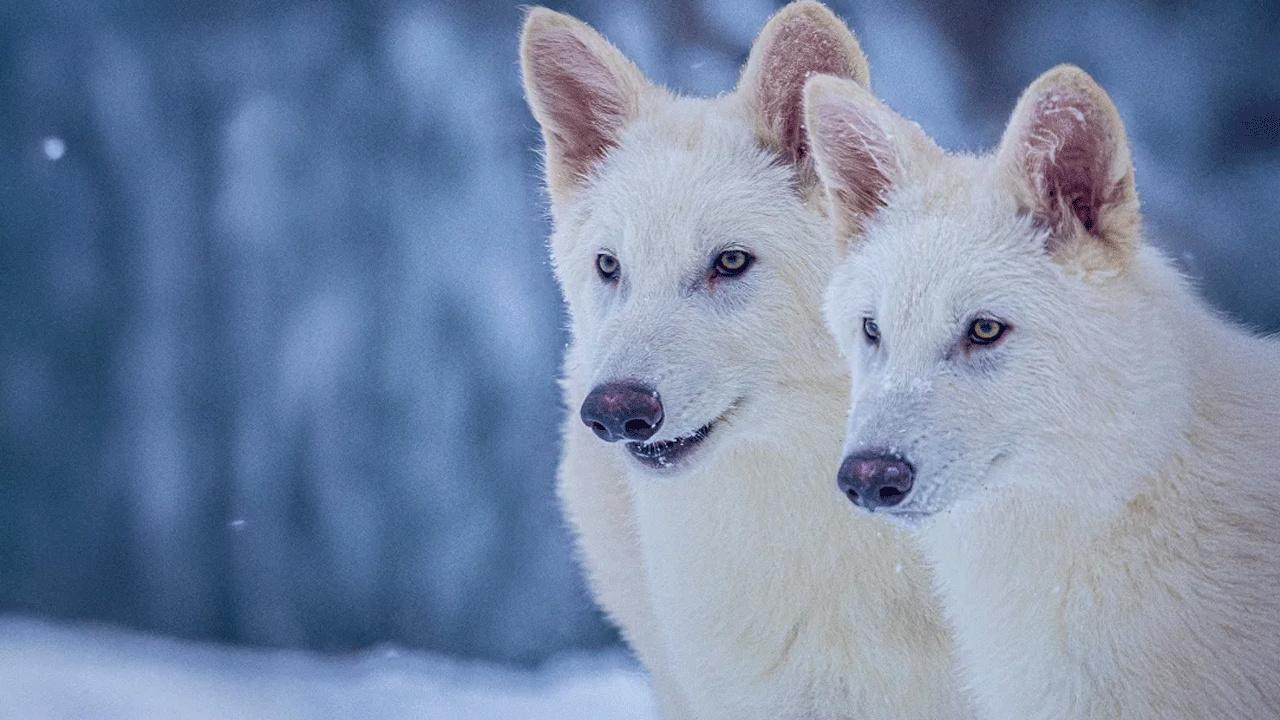 Dire Wolves: 10,000 ఏళ్ల క్రితం అంత‌రించాయి.. డైర్ జాతి తోడేళ్లను మళ్లీ సృష్టించారు