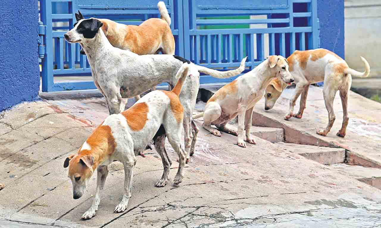 Dogs1