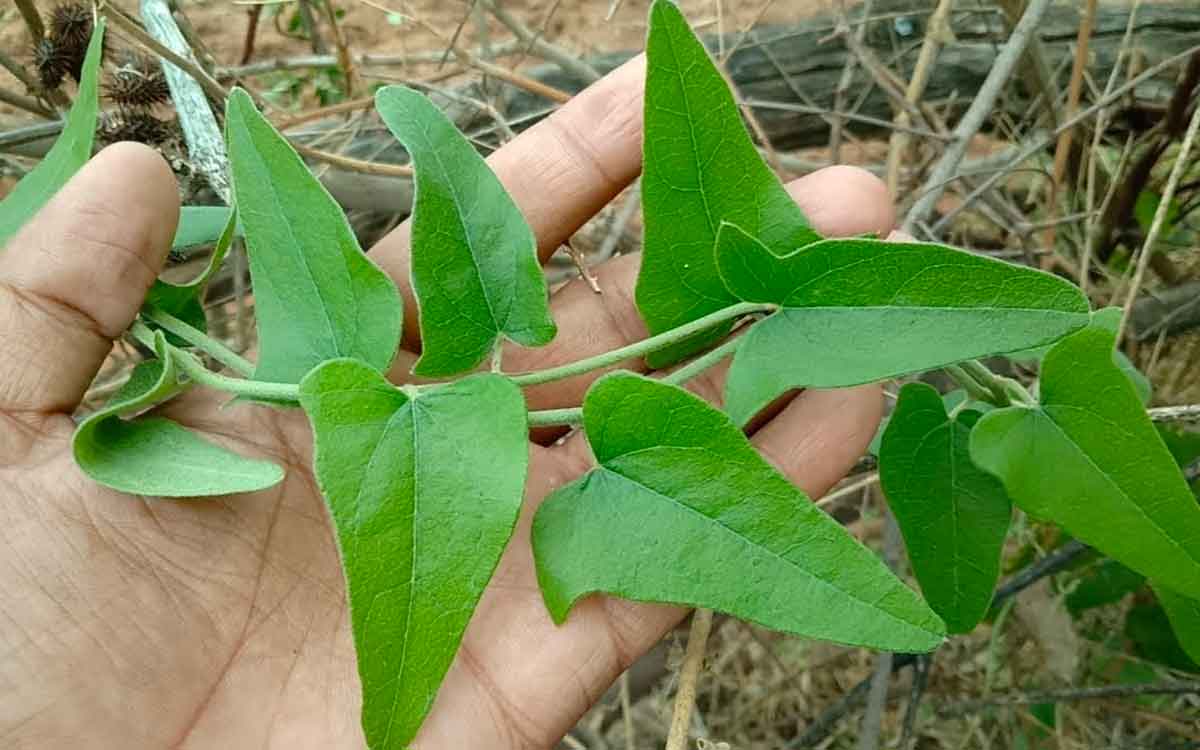 Doosari Theega | ఆయుర్వేద ప్ర‌కారం ఈ మొక్క చాలా శ‌క్తివంత‌మైన‌ది.. త‌ప్ప‌కుండా ఇంట్లో పెంచుకోండి..!