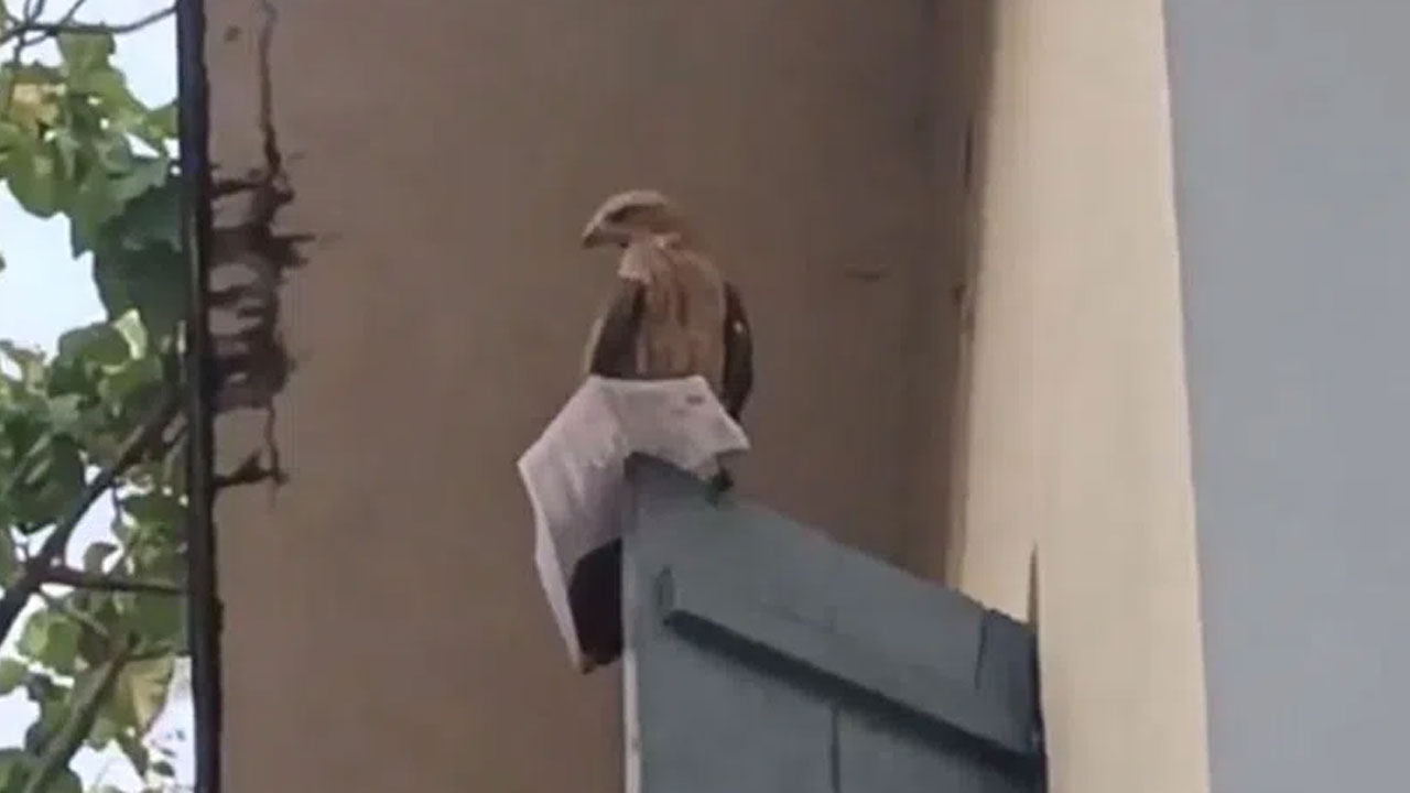 Eagle | హాల్ టికెట్‌ను ఎత్తుకెళ్లిన గ‌ద్ద‌.. ఆందోళ‌న‌కు గురైన మ‌హిళ‌