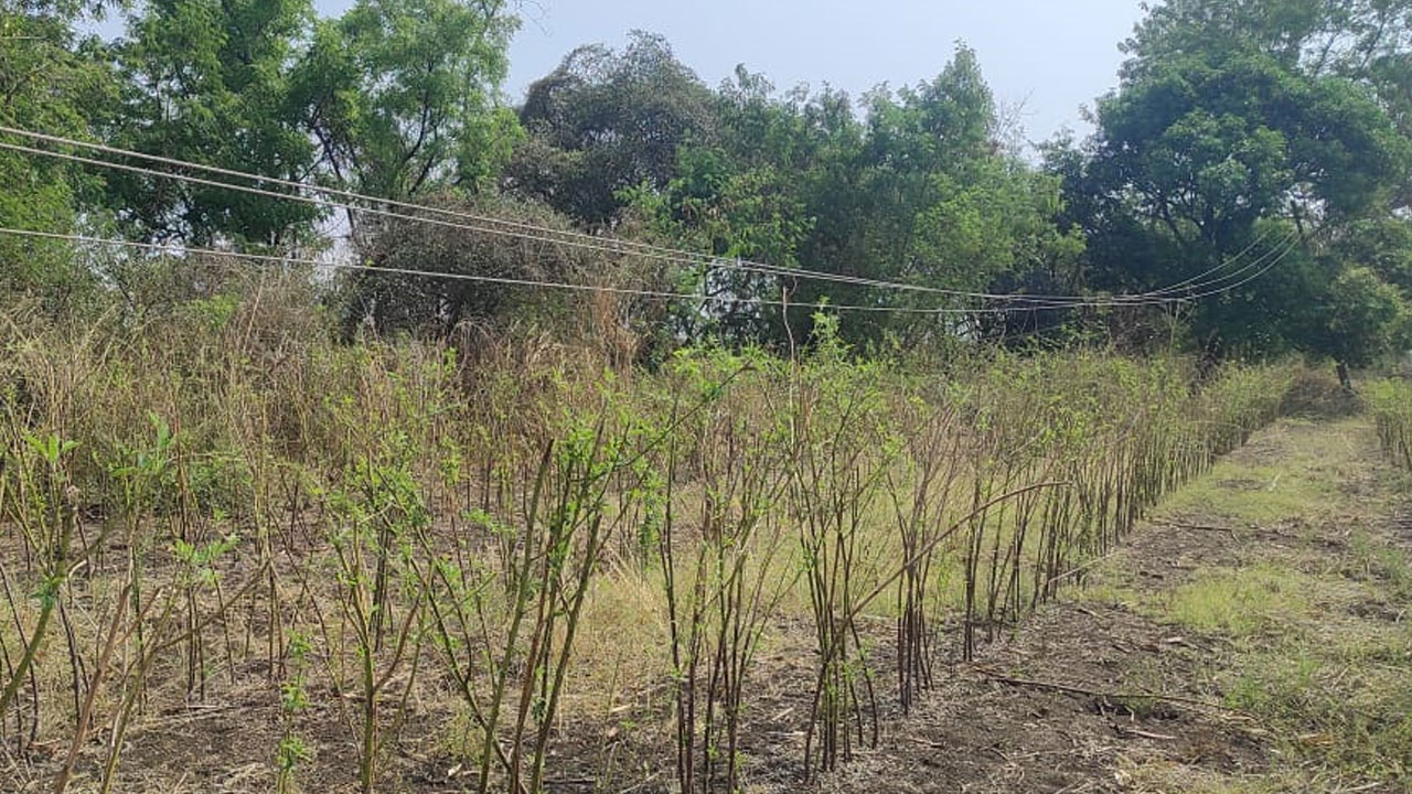 Electric Poles | పక్కకు ఒరిగిన స్తంభాలు.. ప్రాణనష్టం జరిగితే కానీ పట్టించుకోరా!
