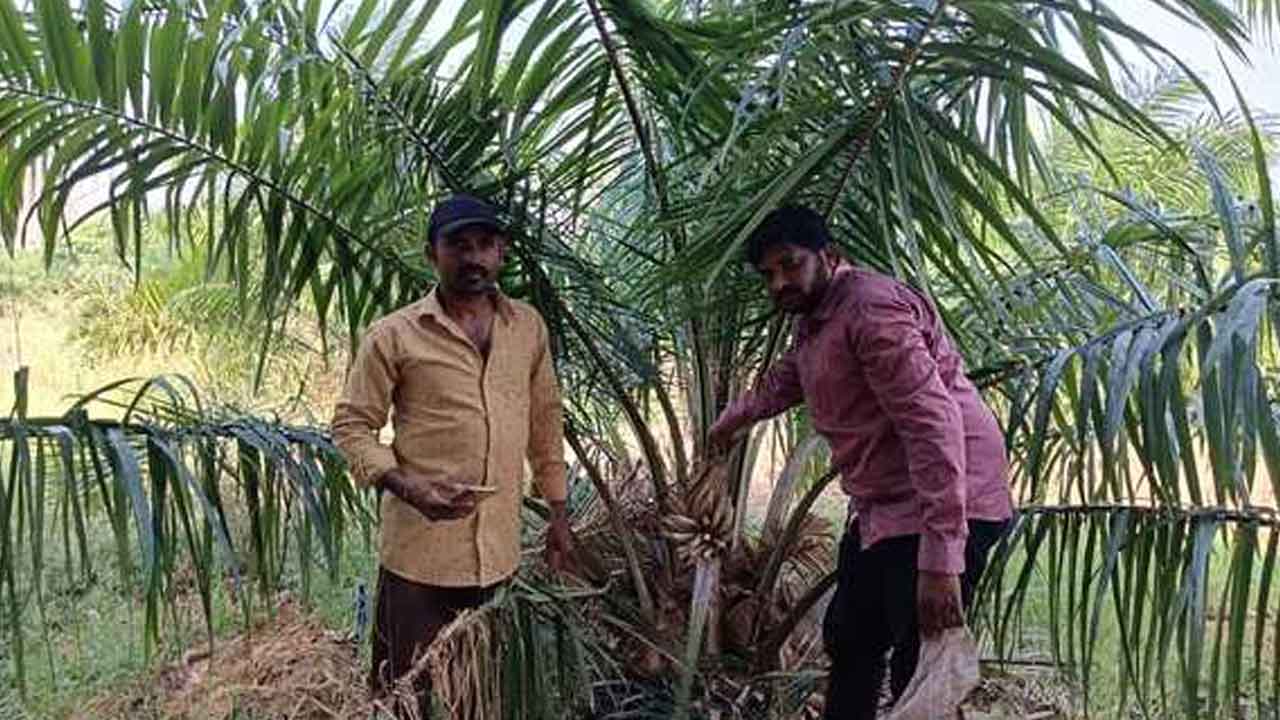 Oil farming | ఆయిల్ ఫామ్ సాగుతో అధిక లాభాలు : రంజిత్