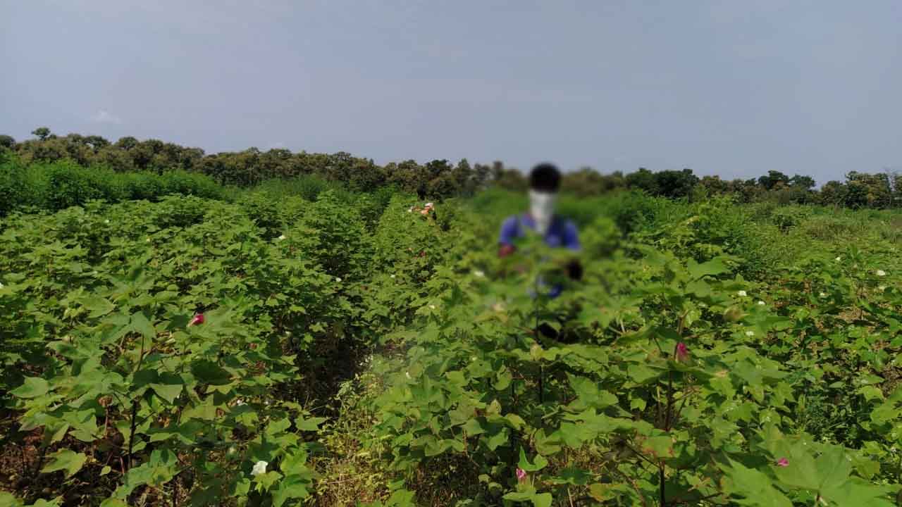 Farmer | కల్పవృక్షంతో కనక వర్షం.. రాత్రికి రాత్రే కోటీశ్వరుడైన రైతు