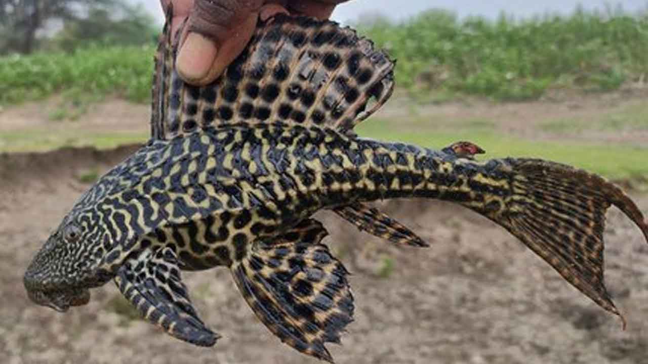 Rare fish | ముదిరాజ్ వలలకు చిక్కిన అరుదైన చేపలు