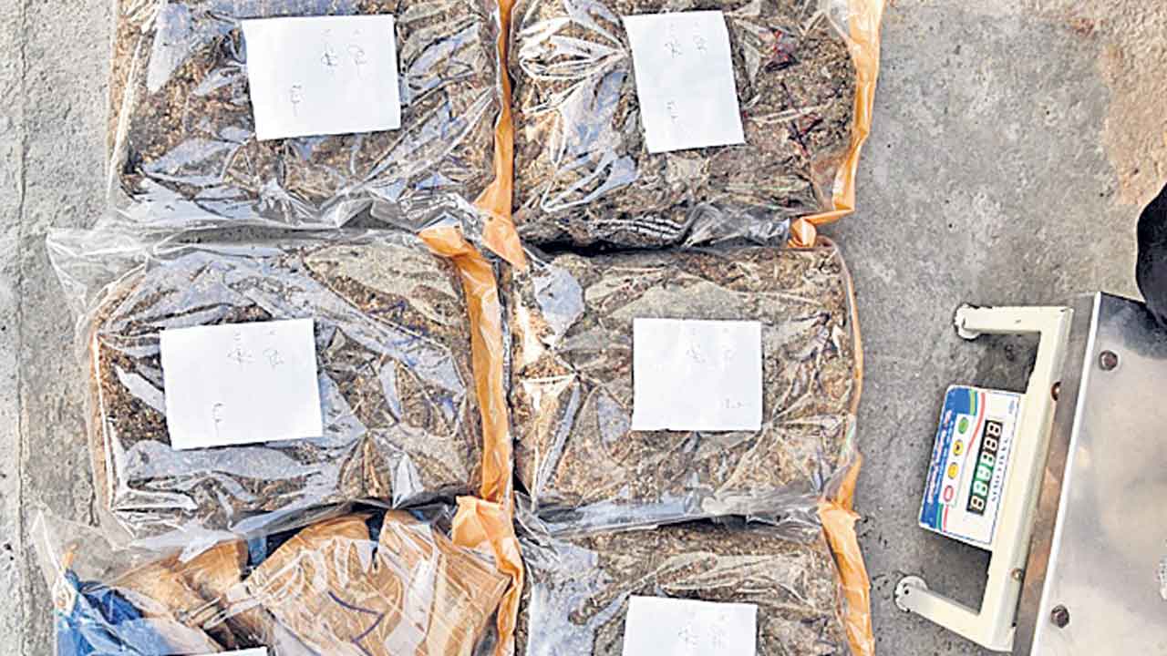 గంజాయి మత్తు.. యువత చిత్తు