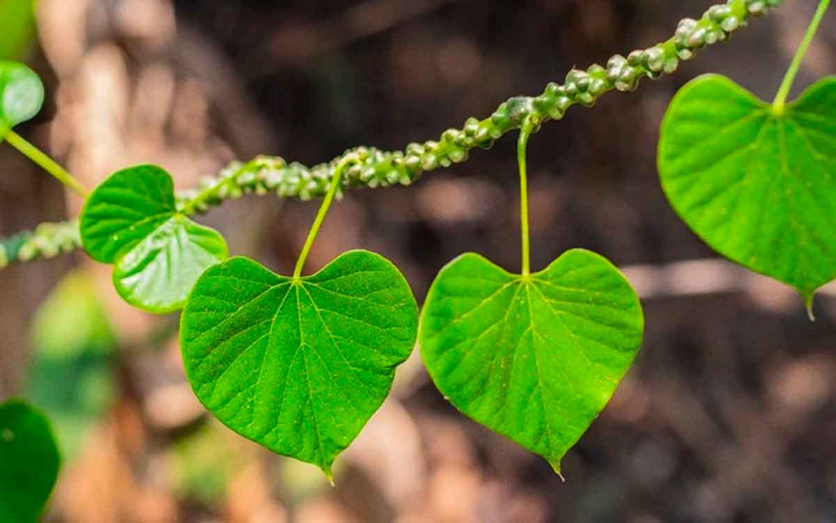 Giloy | స‌ర్వ రోగ నివారిణి.. తిప్ప‌తీగ‌.. మ‌న చుట్టూ ప‌రిస‌రాల్లోనే ఈ మొక్క పెరుగుతుంది..!