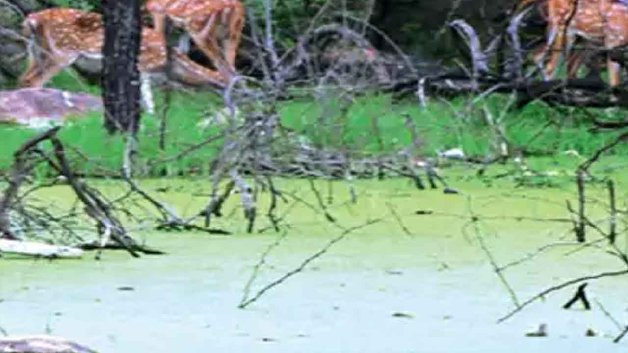 గ్రీన్‌ లంగ్స్‌ ఆఫ్‌ హైదరాబాద్‌