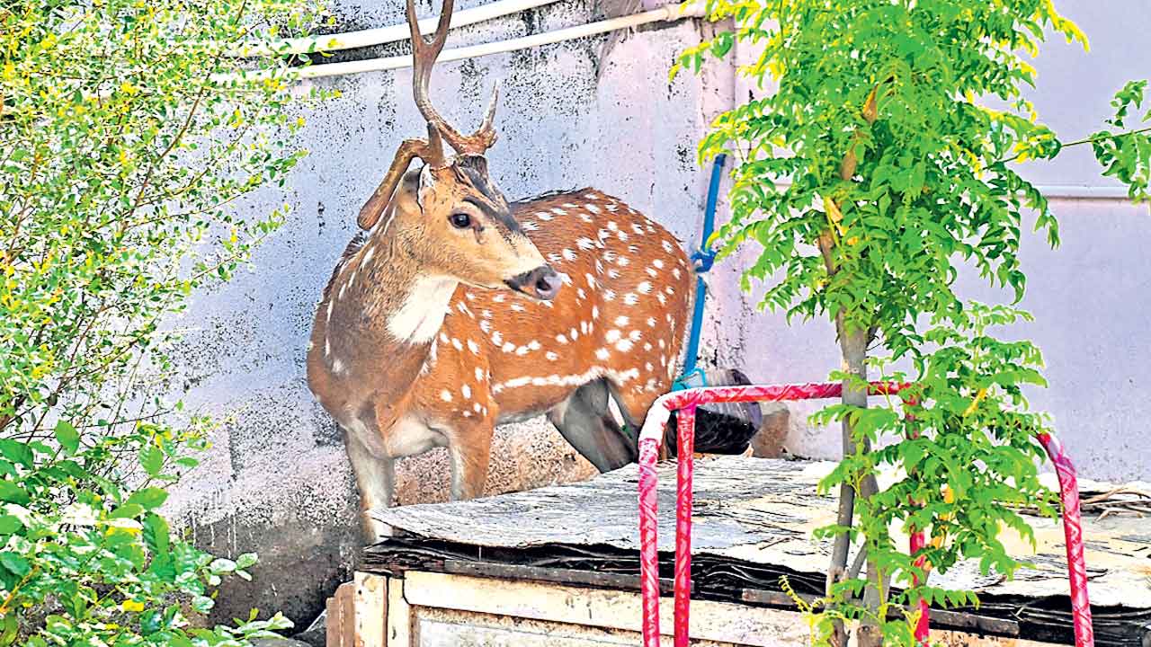 HCU | నిర్బంధంలోనే హెచ్‌సీయూ.. చదును చేసిన ప్రాంతంలోకి నో పర్మిషన్‌
