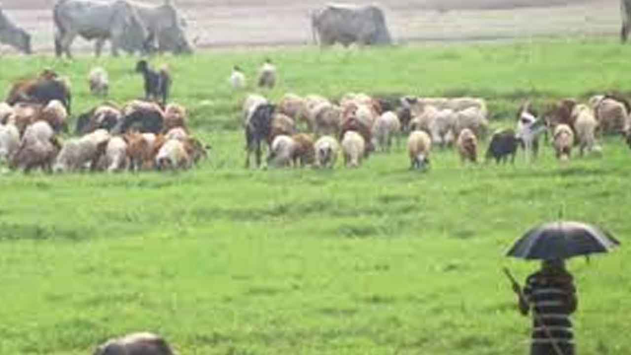 Cattle insurance | పడకేసిన పశుబీమా.. పథకం అమలుపై కేంద్ర, రాష్ట్ర ప్రభుత్వాల నిర్లక్ష్యం