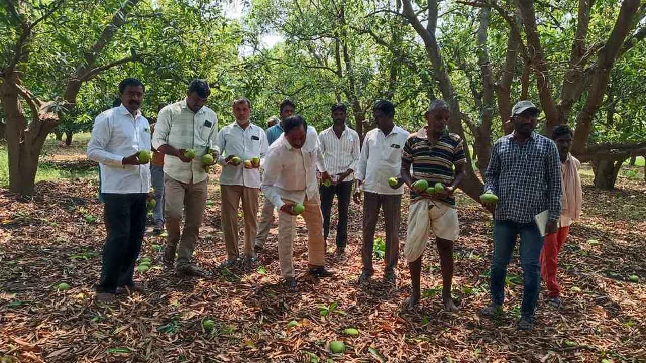 Kalva Srirampur | కాల్వ శ్రీరాంపూర్‌లో అకాల వర్షం.. నేల రాలిన పంటలు