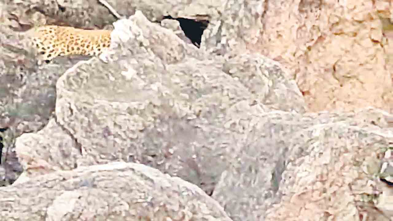 సిద్ధుల గుట్టపై భక్తులు అప్రమత్తంగా ఉండాలి