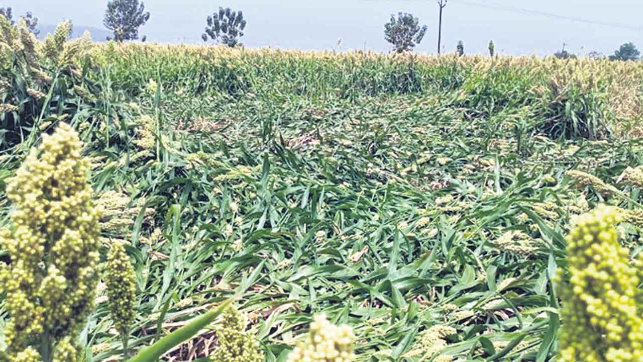 Rain | ముంచిన వాన.. చేతికందిన పంటలు నేలపాలు
