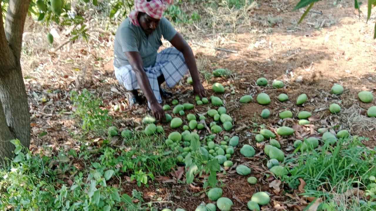 అకాల వర్షంతో పంటలకు నష్టం