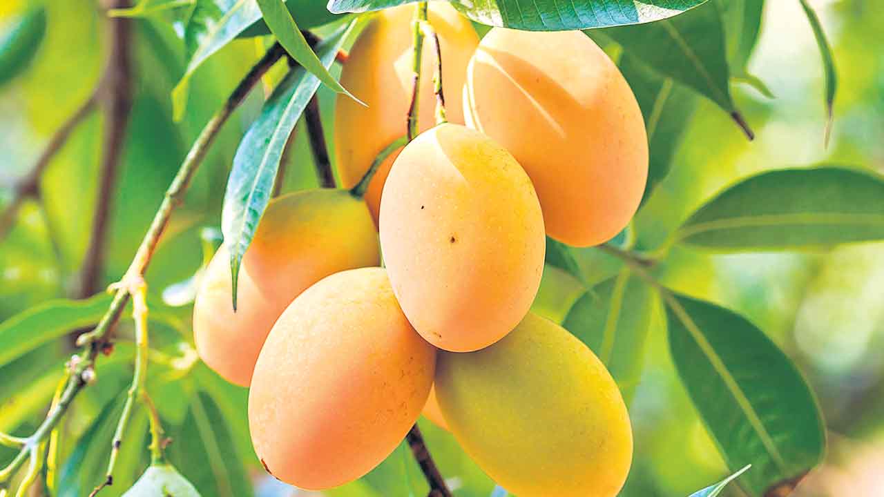 ‘మామిడి’ కోసం ఎదురుచూపులు