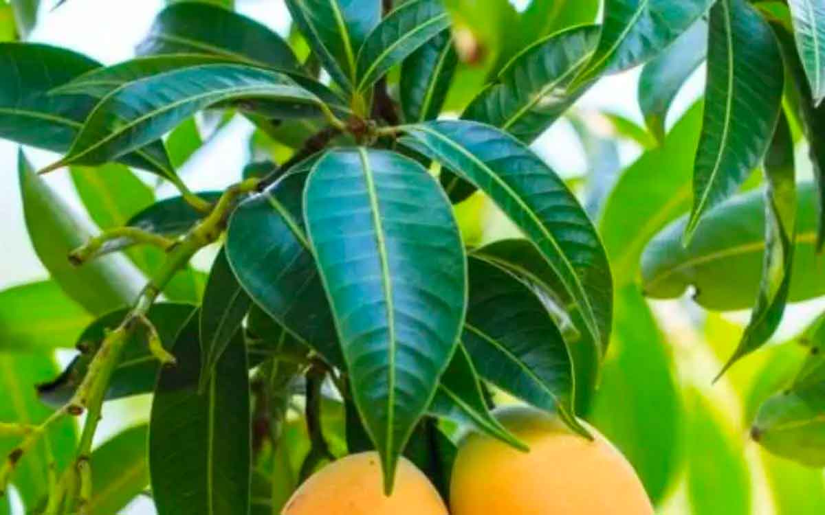 Mango Leaves | మామిడి ఆకుల‌తో ఇంటి చిట్కాలు.. ఎన్ని వ్యాధుల‌ను త‌గ్గించుకోవచ్చో తెలుసా..?